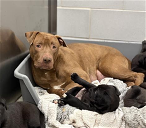 picture of the dog needing adoption
