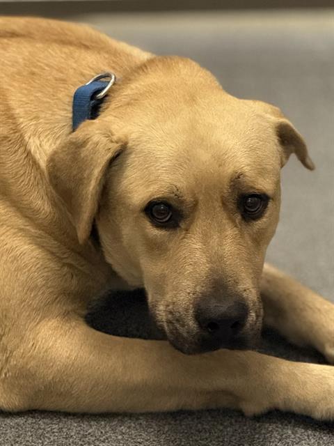 Labrador Retriever