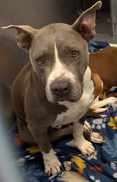 Pit Bull