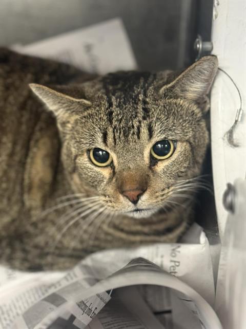 JESSE, Adult Domestic Short Hair (medium coat), cat for adoption in Hurst, Texas