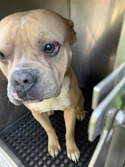 Bing - Pit Bull Terrier