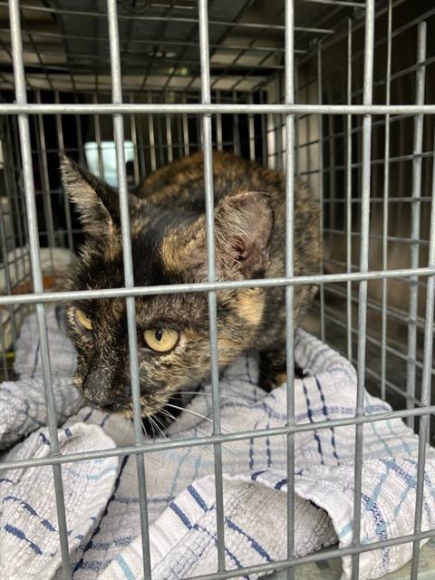 CHIS DA MAMA, Adult Domestic Medium Hair (medium coat), cat for adoption in Hurst, Texas