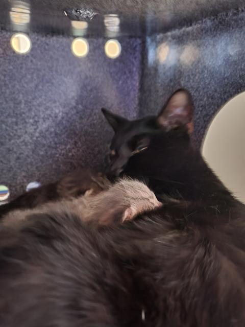 VIOLET, Young Domestic Medium Hair (medium coat), cat for adoption in Hurst, Texas