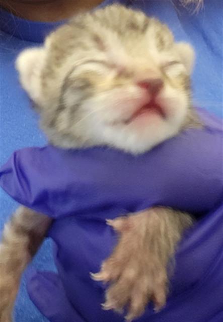 picture of the cat needing adoption