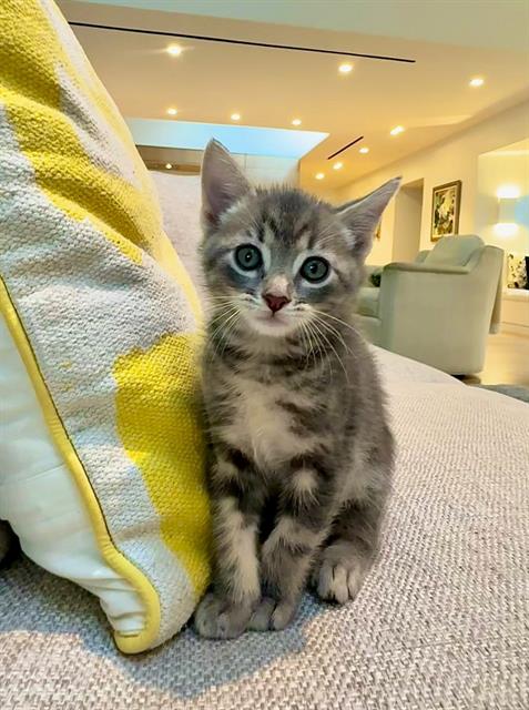RILEY, Baby Domestic Medium Hair (medium coat), cat for adoption in Hurst, Texas