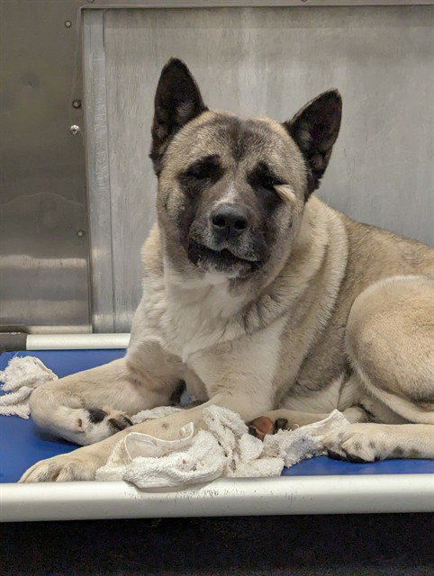 Akita