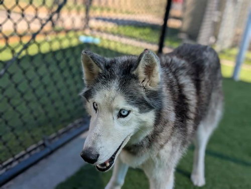 picture of the dog needing adoption