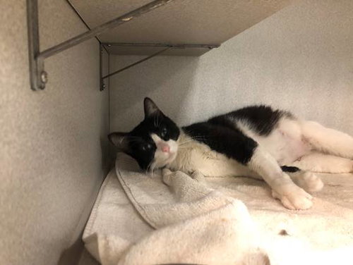 MOMOHIKI, Adult Domestic Short Hair (medium coat), cat for adoption in Hurst, Texas