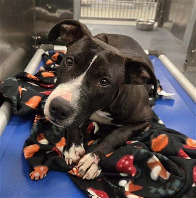 Pit Bull