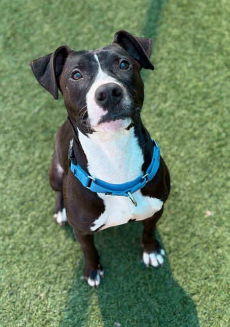 picture of the dog needing adoption