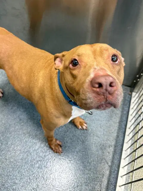 Remi - Pit Bull Terrier