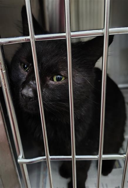 ROCCO, Adult Domestic Long Hair (medium coat), cat for adoption in Hurst, Texas