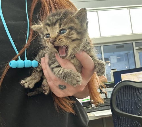 MEOWSTEIN, Baby Domestic Short Hair (medium coat), cat for adoption in Hurst, Texas