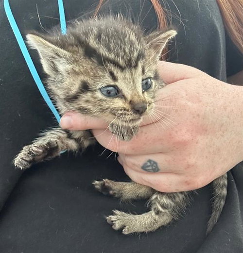 SUPER KITTY, Baby Domestic Short Hair (medium coat), cat for adoption in Hurst, Texas
