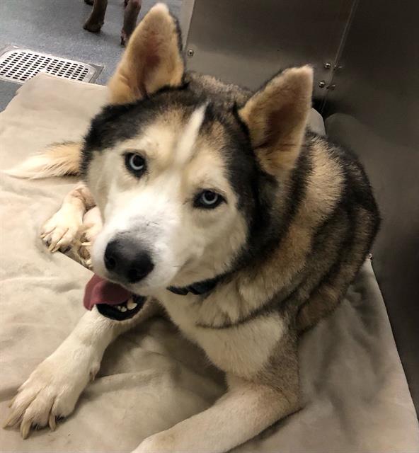 Siberian Husky