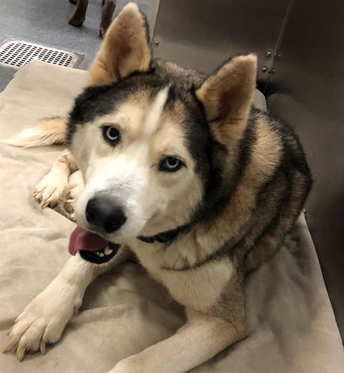 picture of the dog needing adoption