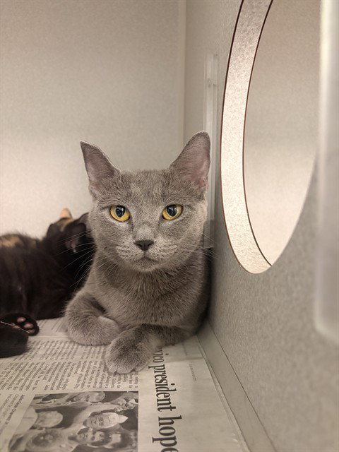LULU, Adult Domestic Short Hair (medium coat), cat for adoption in Hurst, Texas