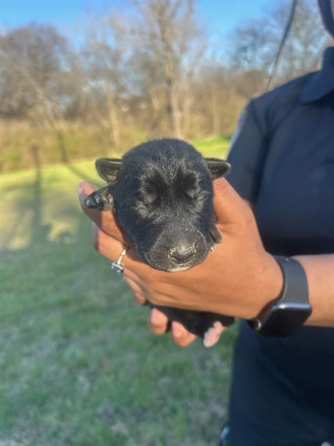 German Shepherd