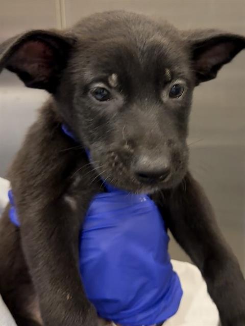picture of the dog needing adoption