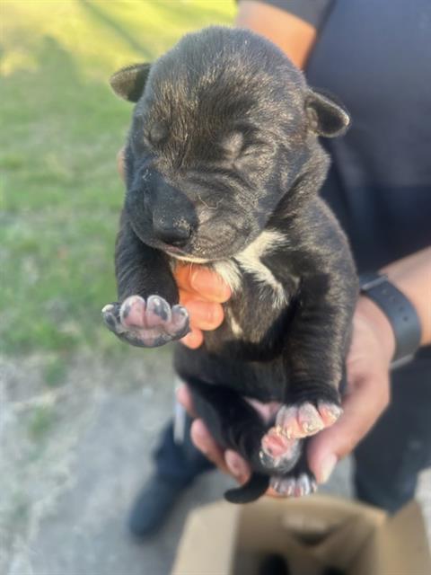 German Shepherd
