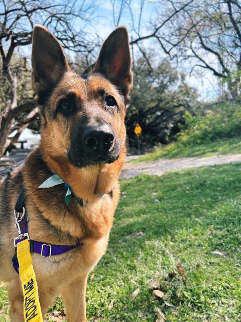CHIP, an adoptable German Shepherd Dog in Dallas, TX