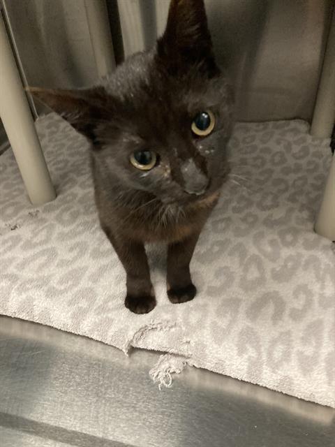 STAR, Young Domestic Short Hair (medium coat), cat for adoption in Hurst, Texas