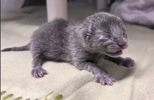 BABY, Baby Domestic Short Hair (medium coat), cat for adoption in Hurst, Texas