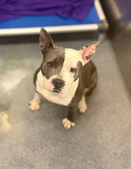 CAMRY, an adoptable Pit Bull Terrier in Dallas, TX