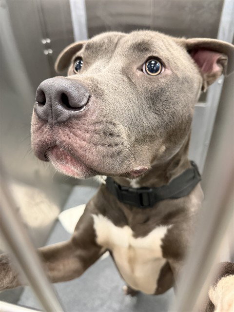 AUGUSTUS, an adoptable Pit Bull Terrier in Dallas, TX