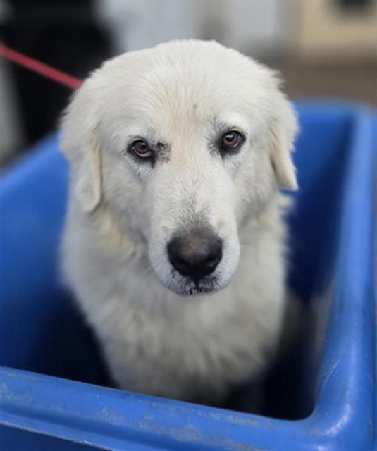 Great Pyrenees
