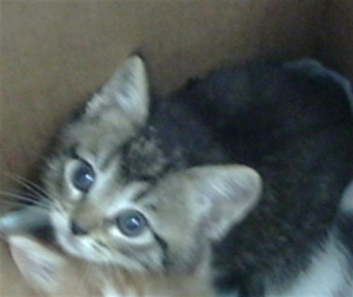 KORA, Baby Domestic Short Hair (medium coat), cat for adoption in Hurst, Texas