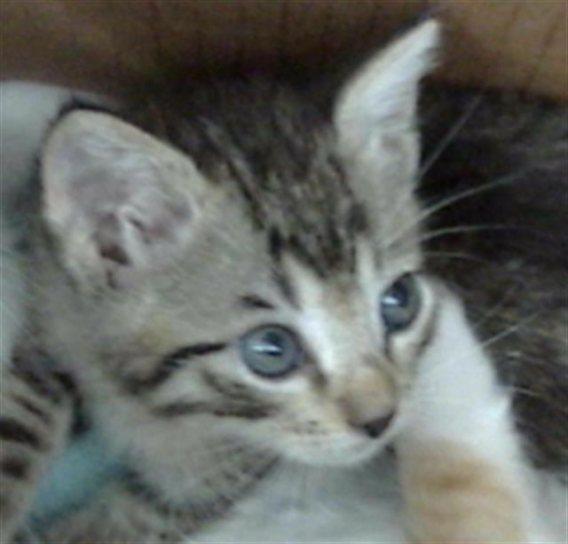 AANG Image