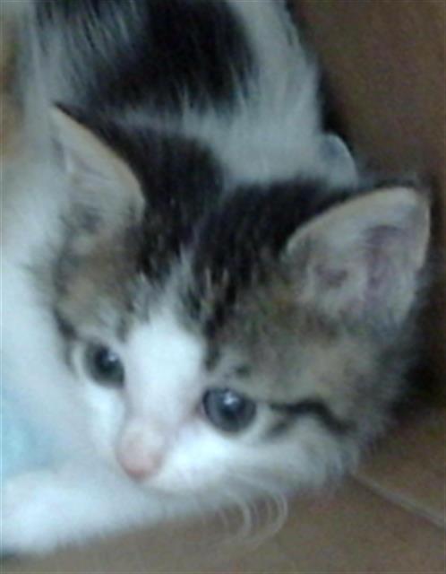 SUKI, Baby Domestic Short Hair (medium coat), cat for adoption in Hurst, Texas