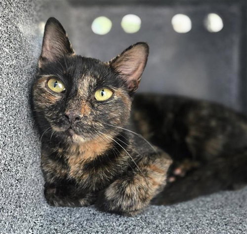 MANGO, Adult Domestic Medium Hair (medium coat), cat for adoption in Hurst, Texas