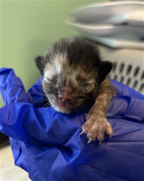 YUZU, Baby Domestic Medium Hair (medium coat), cat for adoption in Hurst, Texas