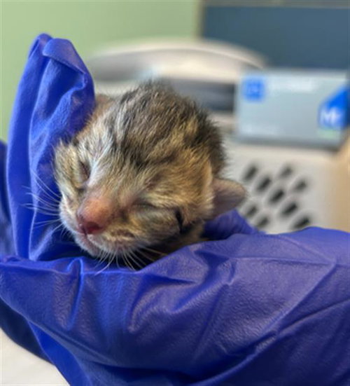 PAPAYA, Baby Domestic Medium Hair (medium coat), cat for adoption in Hurst, Texas