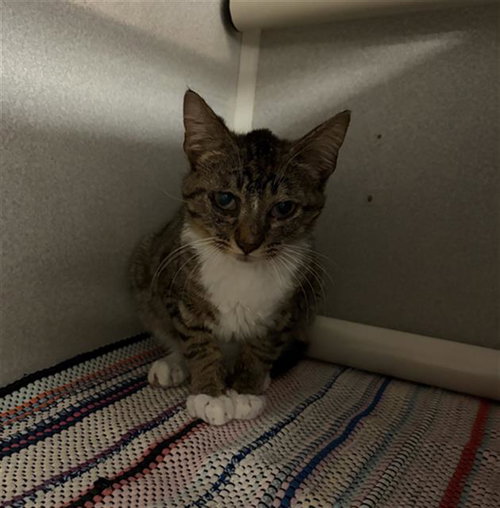 FISHSTICKS, an adoptable Domestic Short Hair in Dallas, TX