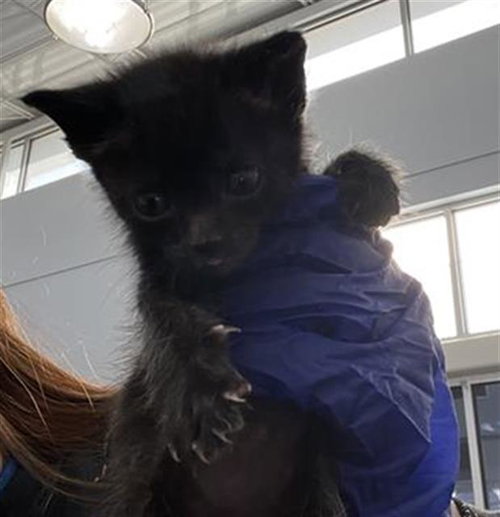 CORDELIA, Baby Domestic Short Hair (medium coat), cat for adoption in Hurst, Texas