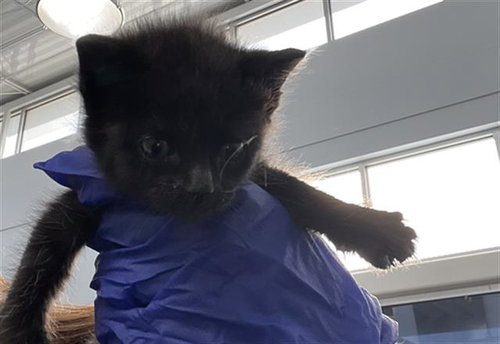 FIONA, Baby Domestic Short Hair (medium coat), cat for adoption in Hurst, Texas
