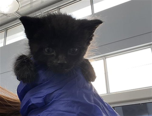 MYRTLE, Baby Domestic Short Hair (medium coat), cat for adoption in Hurst, Texas