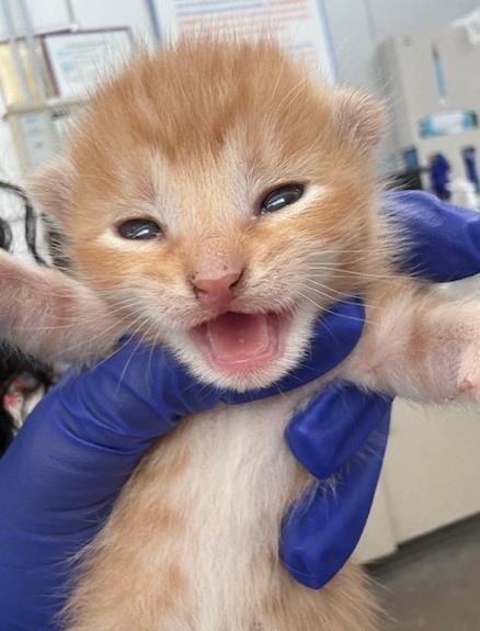 LULU, Baby Domestic Short Hair (medium coat), cat for adoption in Hurst, Texas