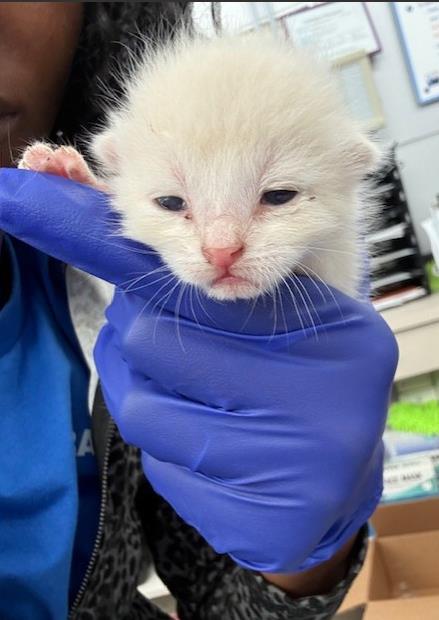 DEON, Baby Domestic Short Hair (medium coat), cat for adoption in Hurst, Texas