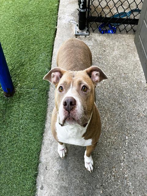 BELLA Image