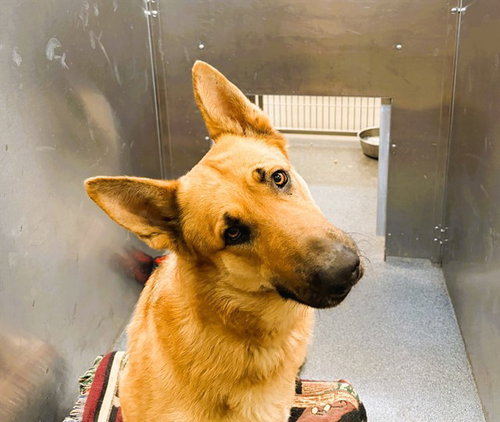picture of the dog needing adoption