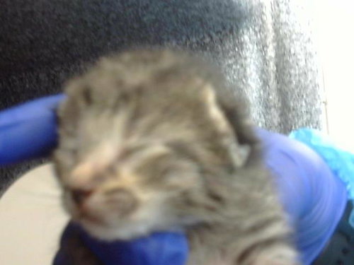 AUGUST, Baby Domestic Medium Hair (medium coat), cat for adoption in Hurst, Texas