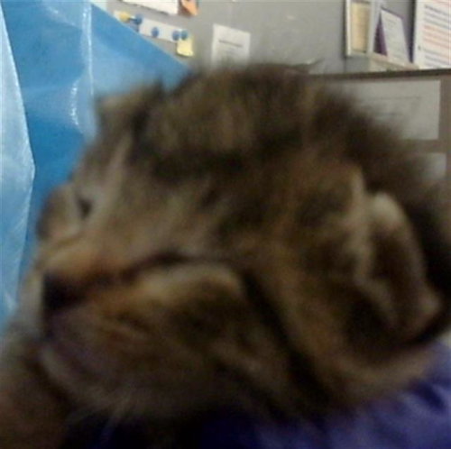 FRANKIE, Baby Domestic Medium Hair (medium coat), cat for adoption in Hurst, Texas