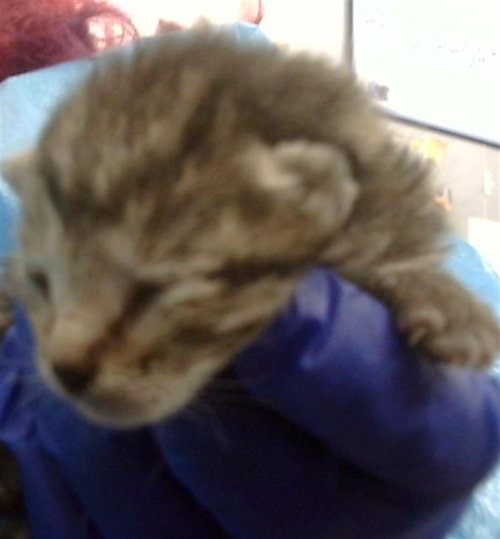 REESE, Baby Domestic Medium Hair (medium coat), cat for adoption in Hurst, Texas