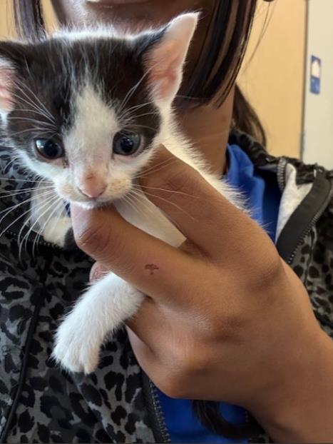 MIKO, Baby Domestic Short Hair (medium coat), cat for adoption in Hurst, Texas