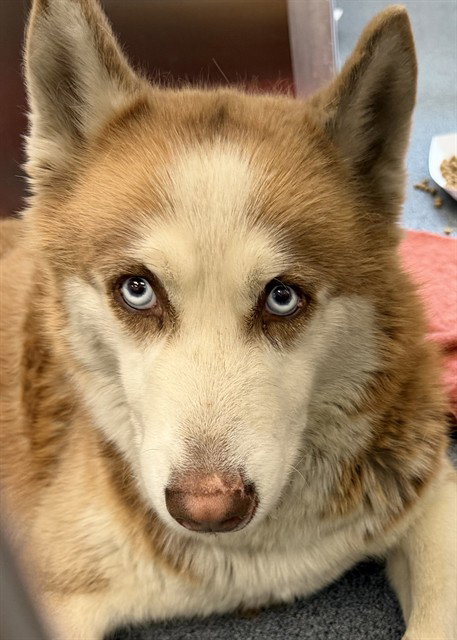picture of the dog needing adoption
