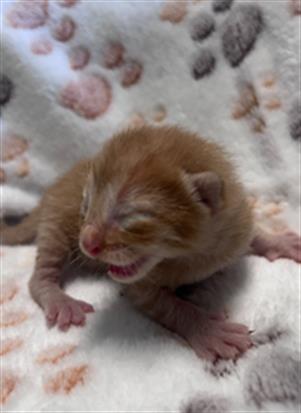 CHAI, an adoptable Domestic Long Hair in Dallas, TX
